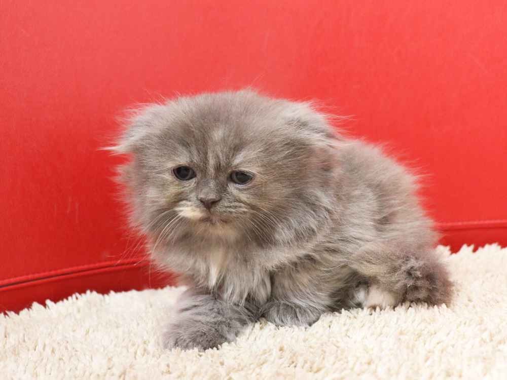 スコティッシュフォールドの子猫画像