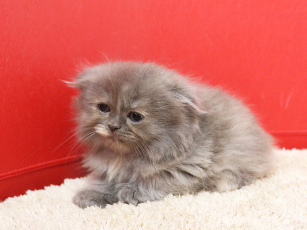 スコティッシュフォールドの子猫画像