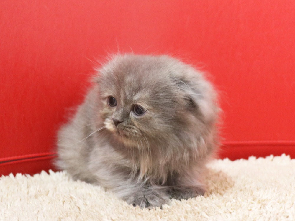 スコティッシュフォールドの子猫画像