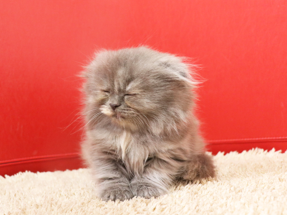 スコティッシュフォールドの子猫画像