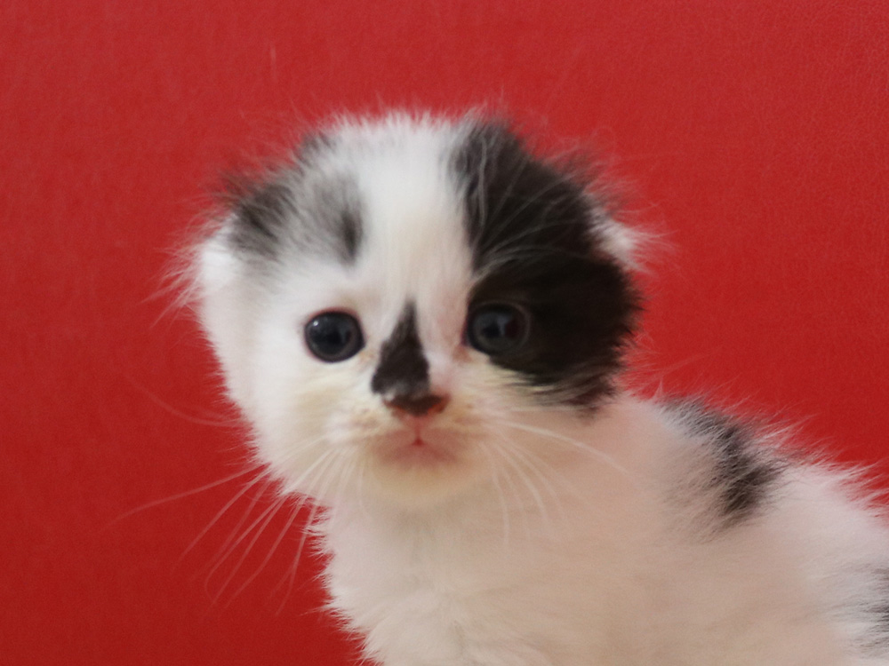 スコティッシュフォールドの子猫画像