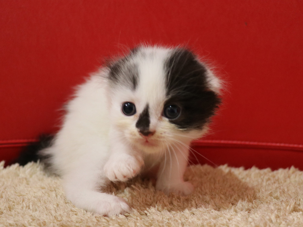 スコティッシュフォールドの子猫画像