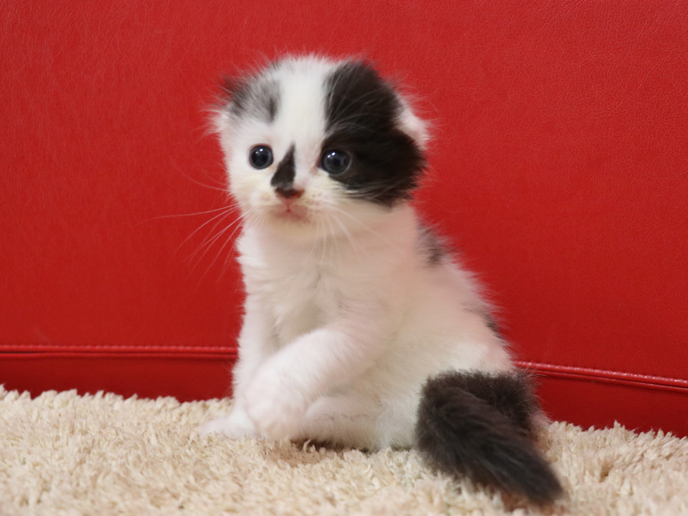 スコティッシュフォールドの子猫画像