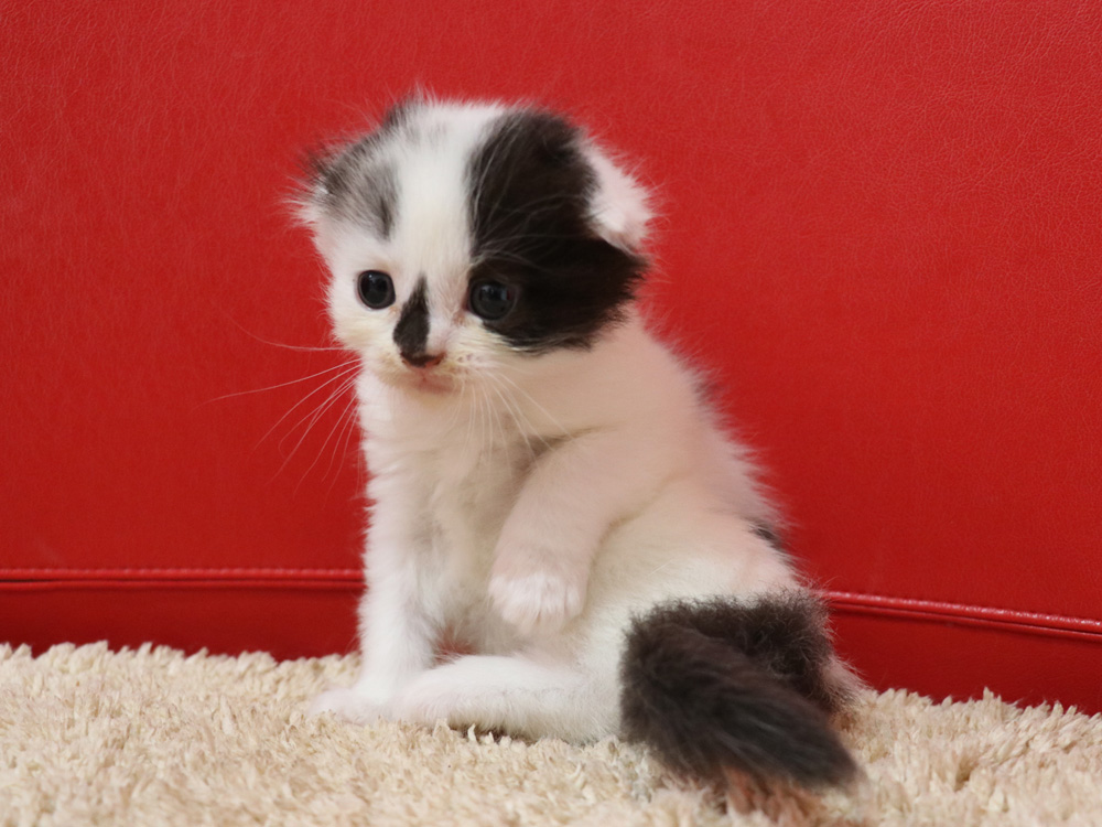 スコティッシュフォールドの子猫画像