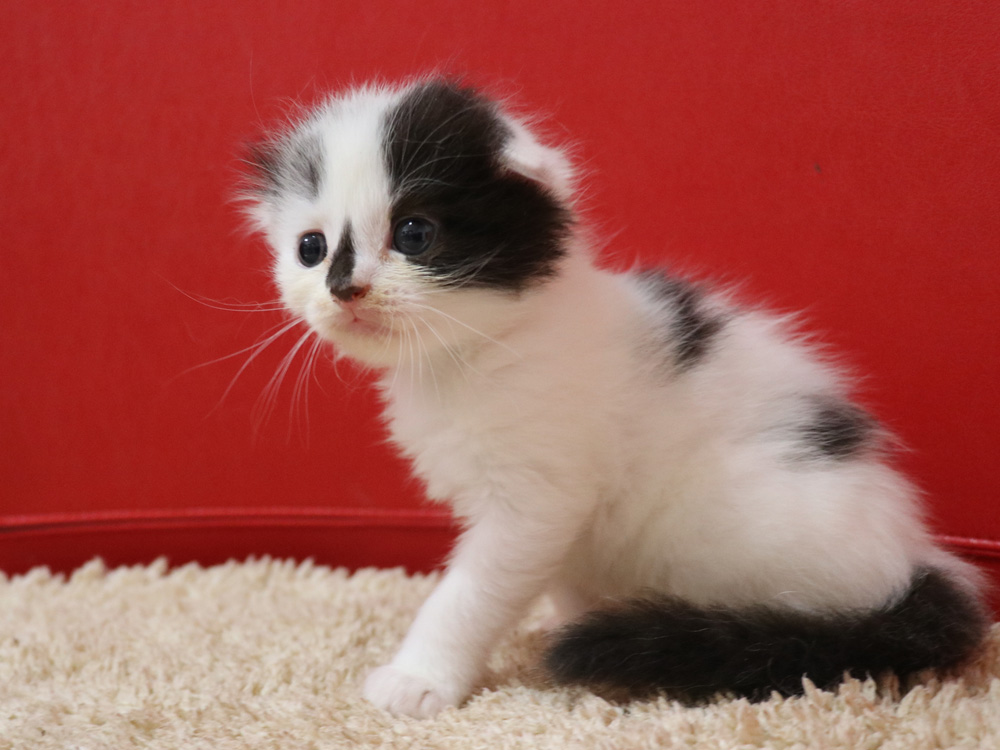 スコティッシュフォールドの子猫画像