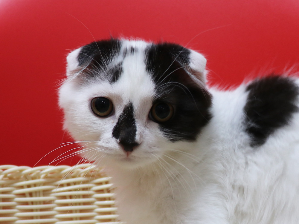 スコティッシュフォールドの子猫画像