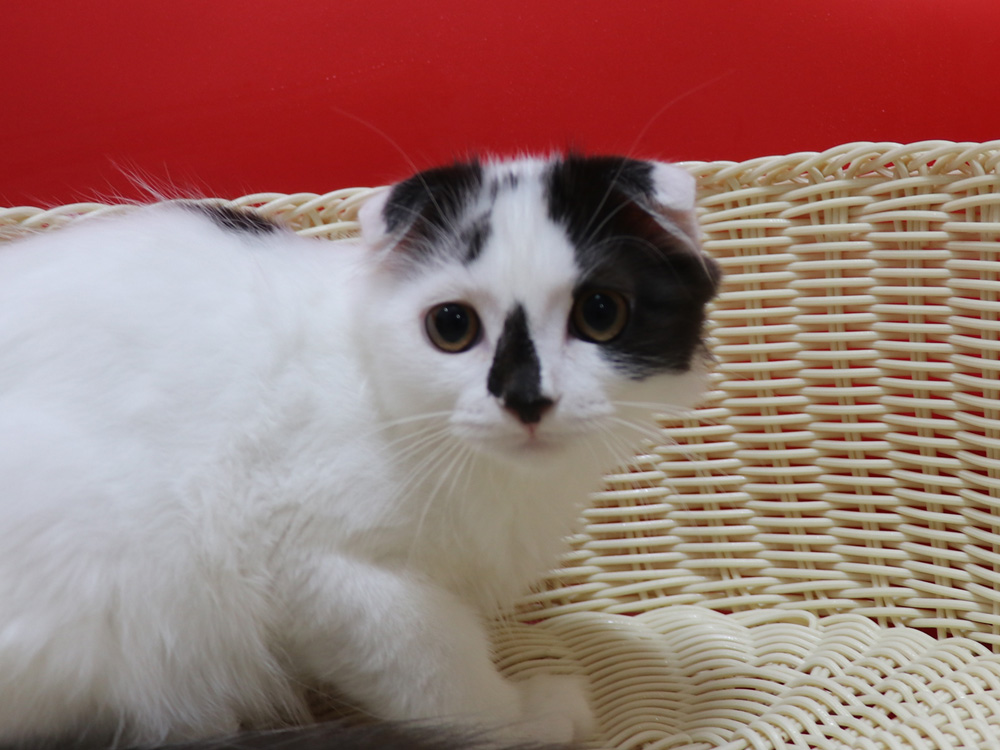 スコティッシュフォールドの子猫画像