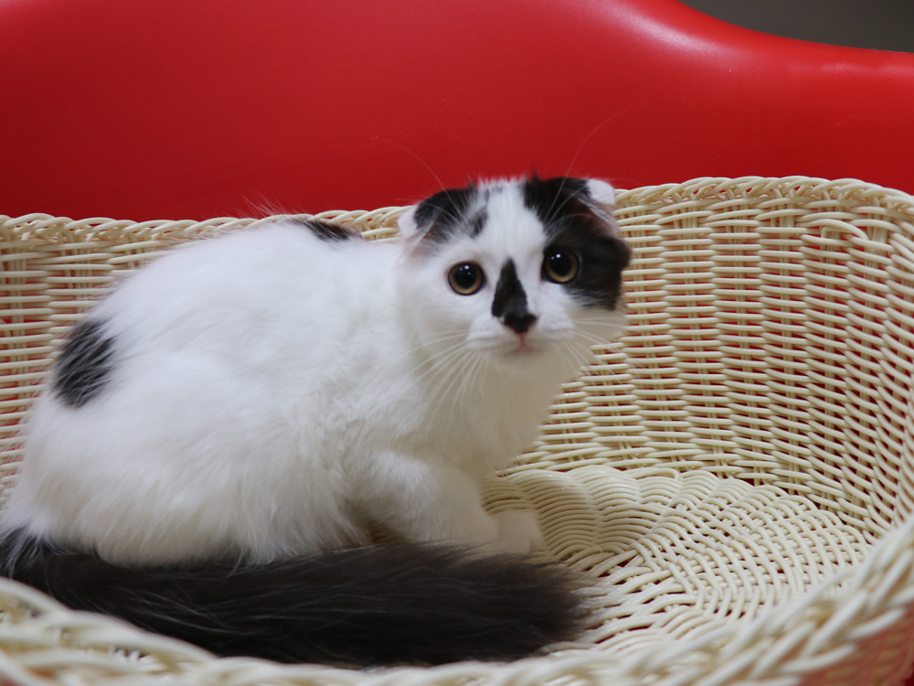 スコティッシュフォールドの子猫画像