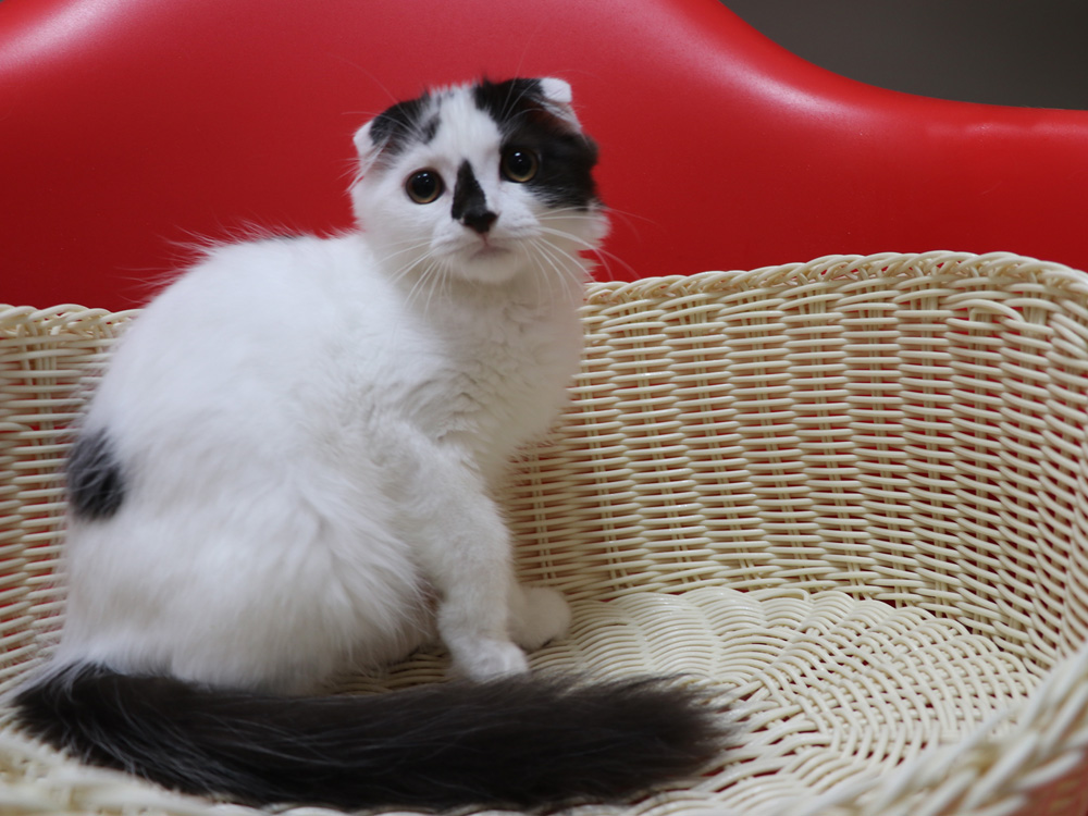 スコティッシュフォールドの子猫画像