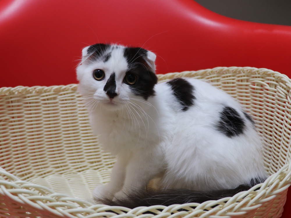 スコティッシュフォールドの子猫画像