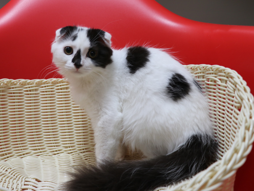 スコティッシュフォールドの子猫画像