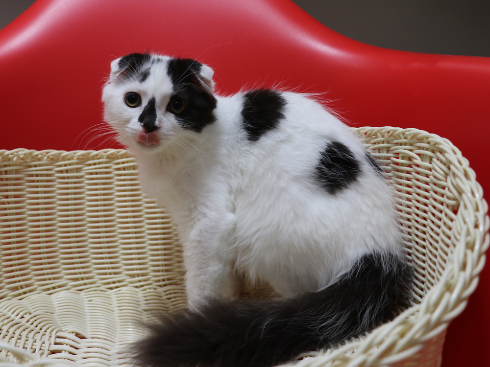 スコティッシュフォールドの子猫画像