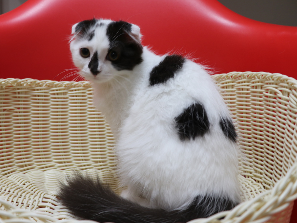 スコティッシュフォールドの子猫画像