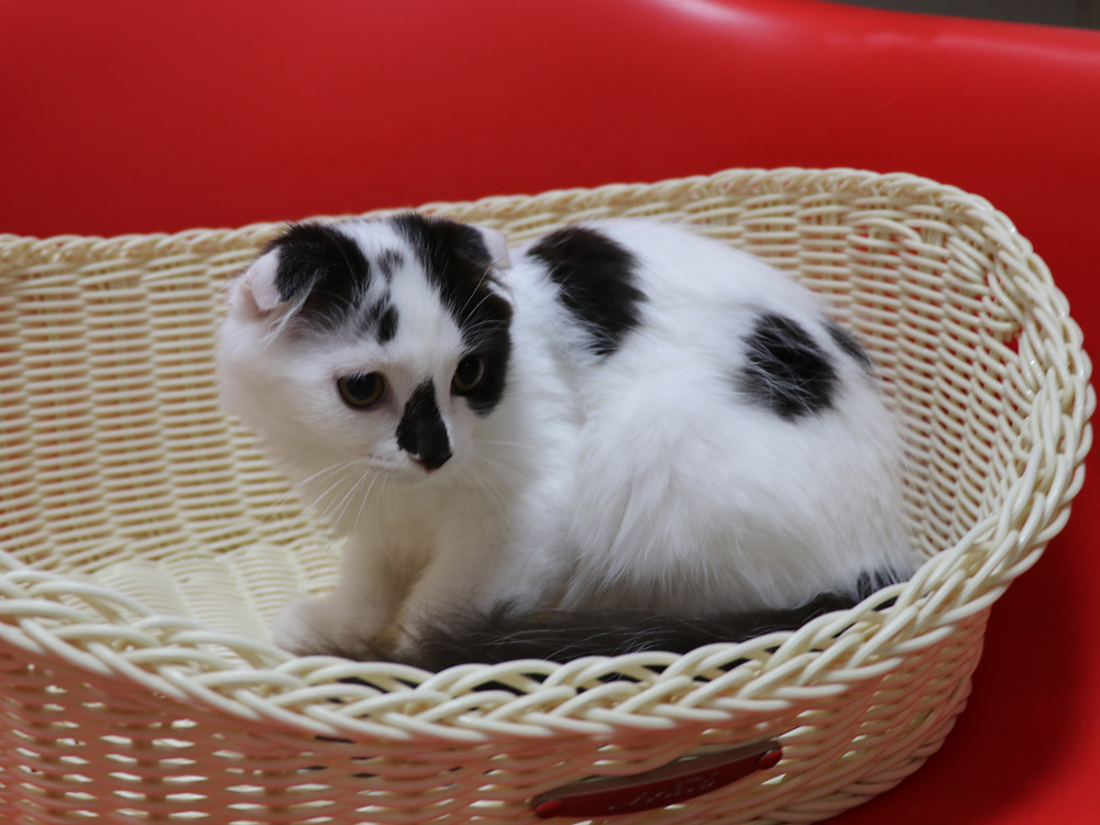 スコティッシュフォールドの子猫画像
