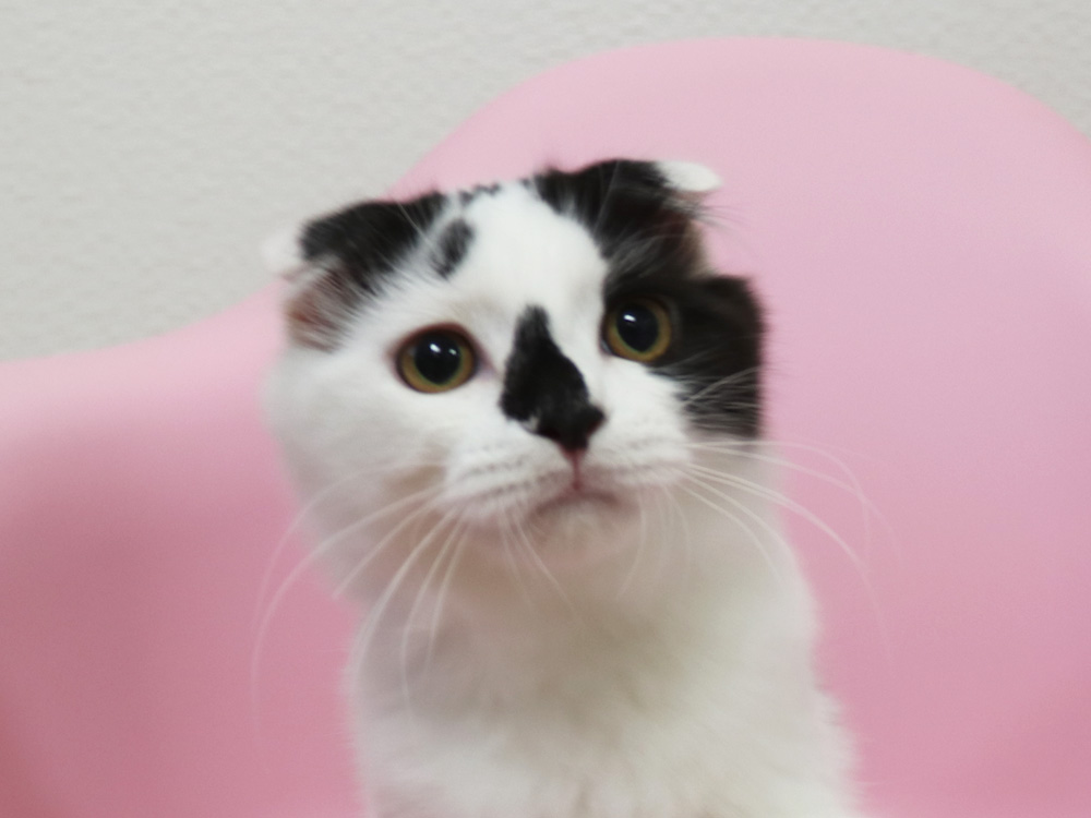 スコティッシュフォールドの子猫画像