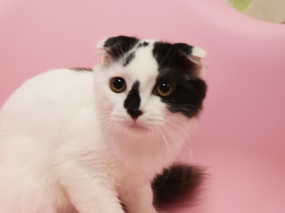 スコティッシュフォールドの子猫画像