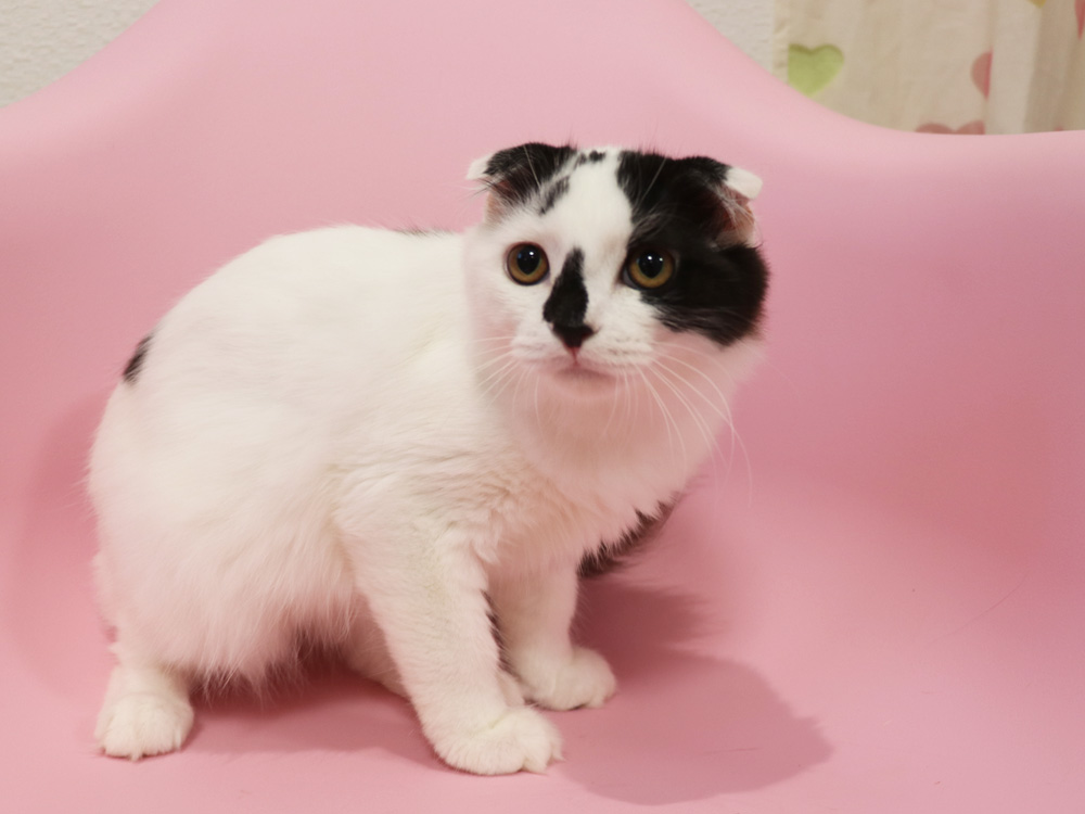 スコティッシュフォールドの子猫画像