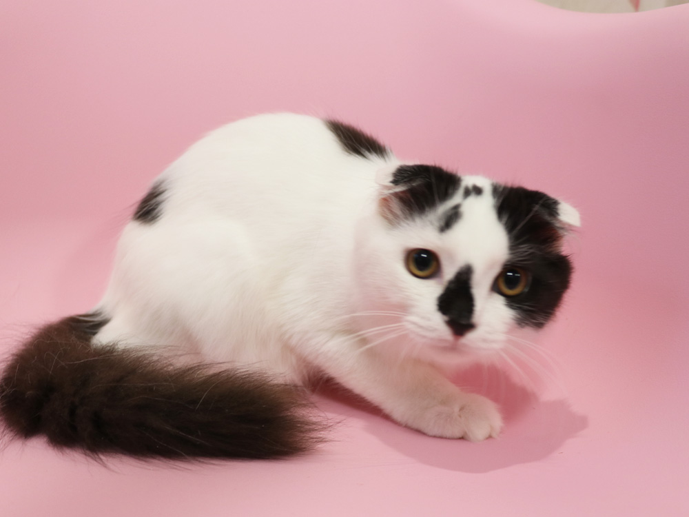 スコティッシュフォールドの子猫画像