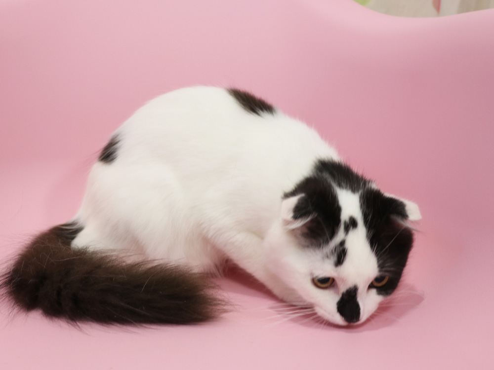 スコティッシュフォールドの子猫画像