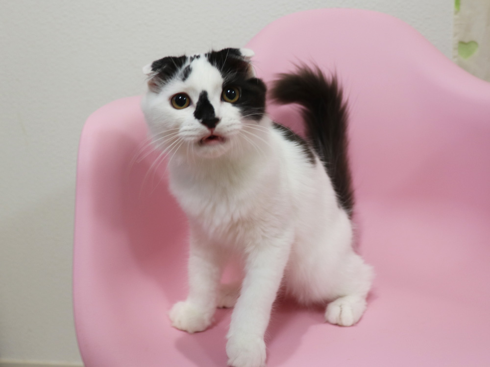 スコティッシュフォールドの子猫画像