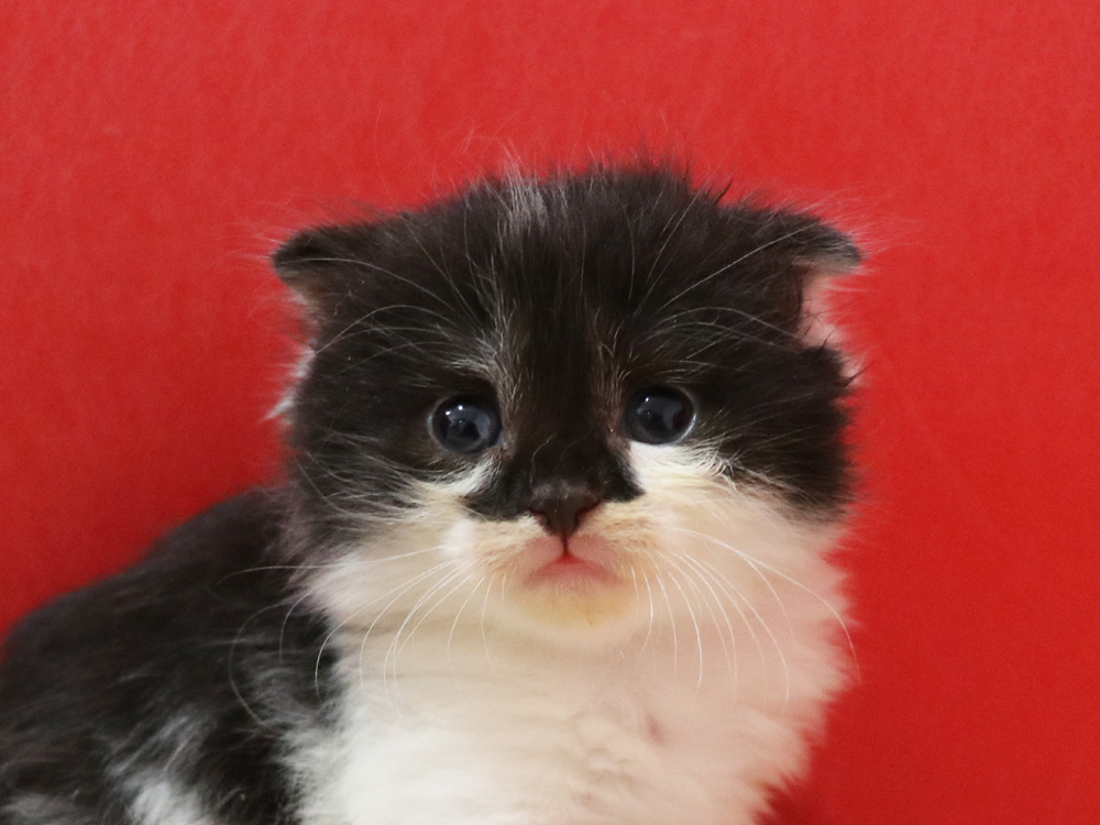 スコティッシュフォールドの子猫画像