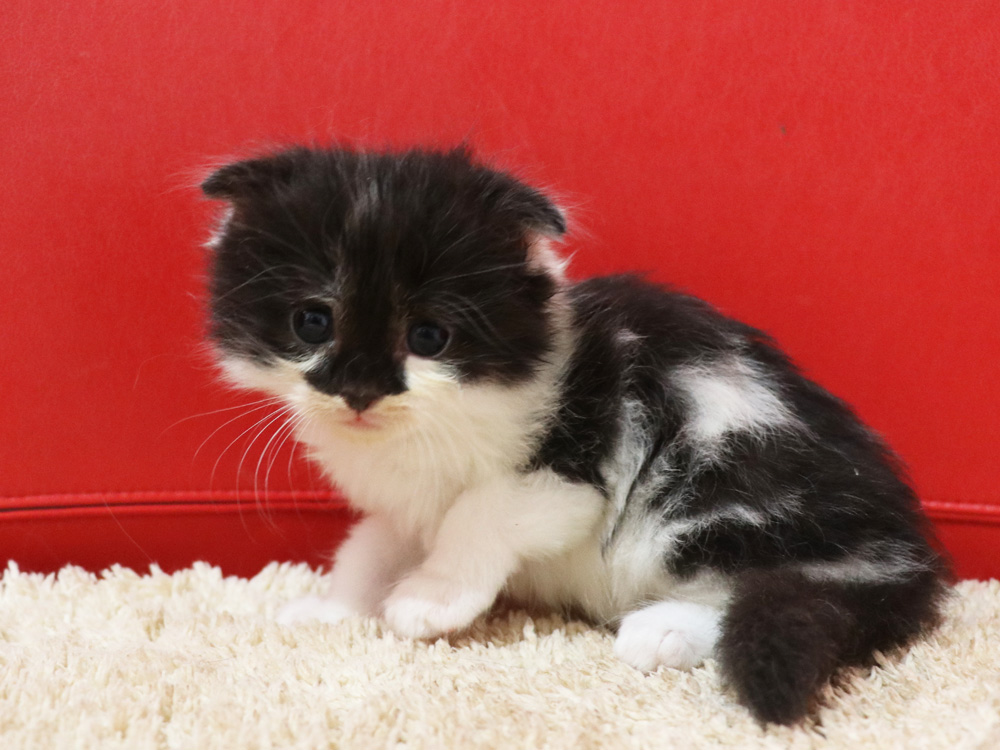 スコティッシュフォールドの子猫画像