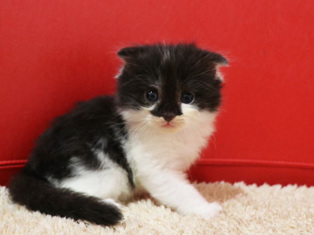 スコティッシュフォールドの子猫画像