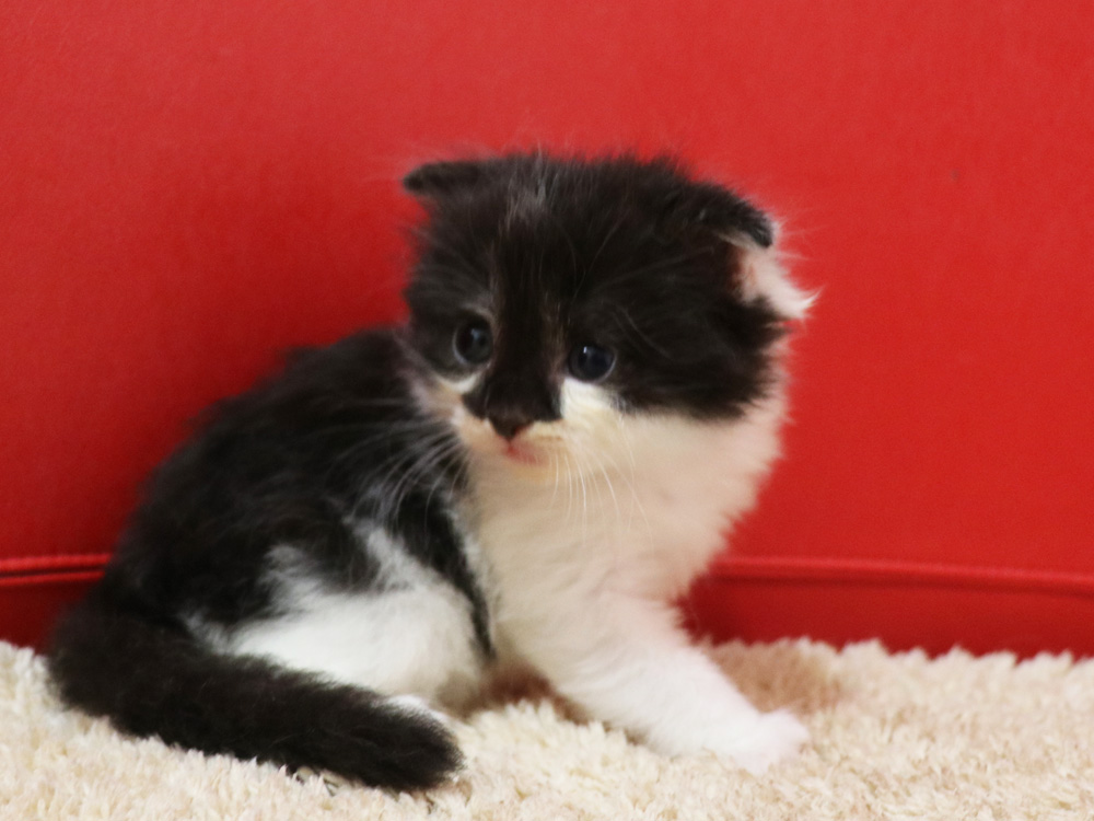 スコティッシュフォールドの子猫画像