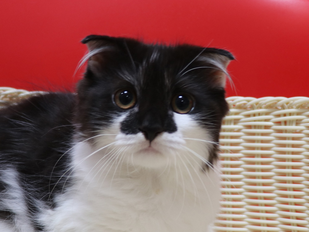 スコティッシュフォールドの子猫画像