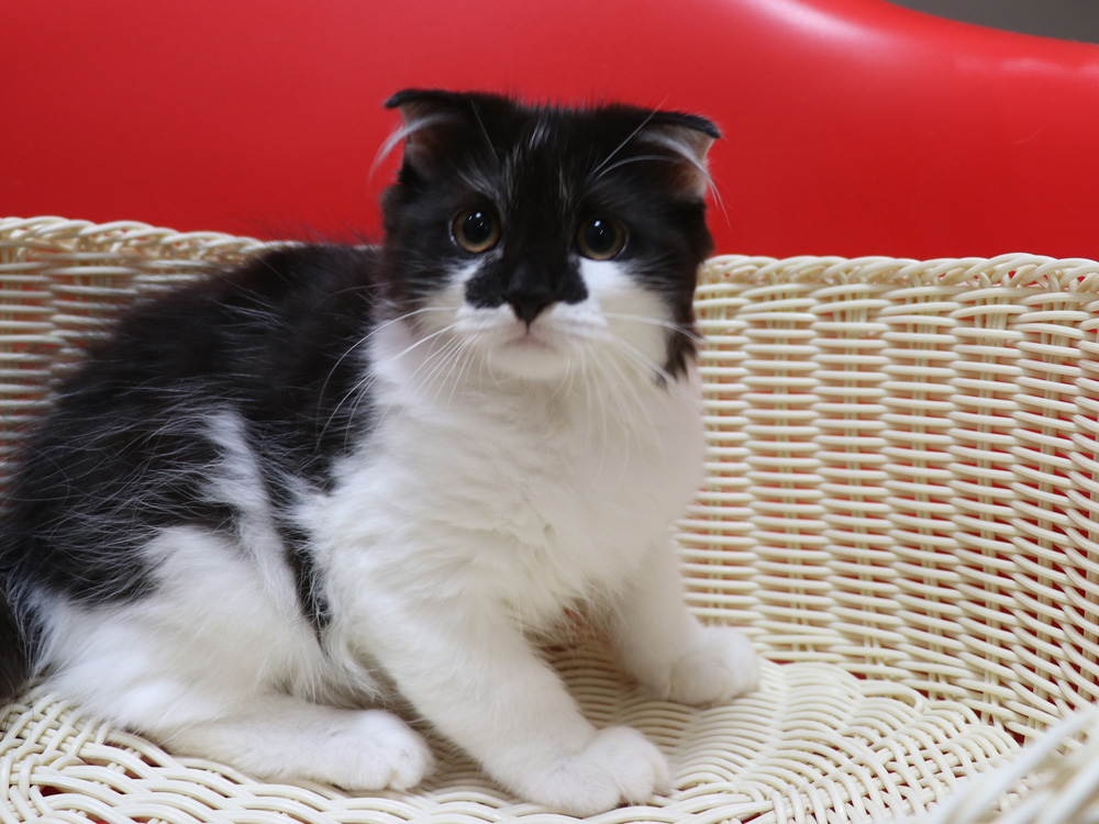 スコティッシュフォールドの子猫画像