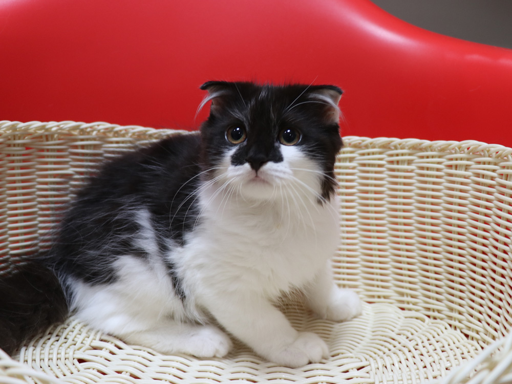 スコティッシュフォールドの子猫画像
