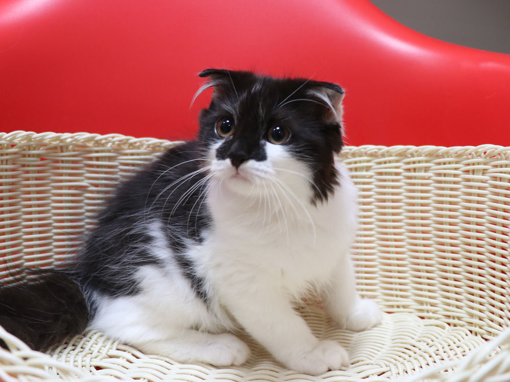スコティッシュフォールドの子猫画像