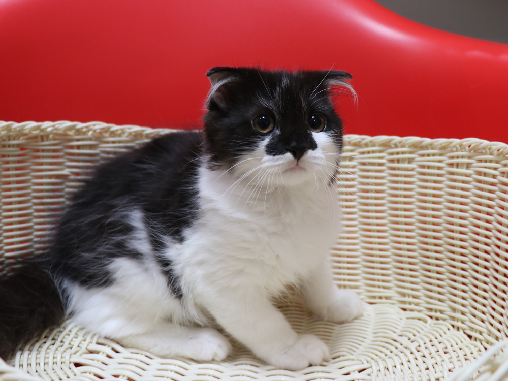 スコティッシュフォールドの子猫画像
