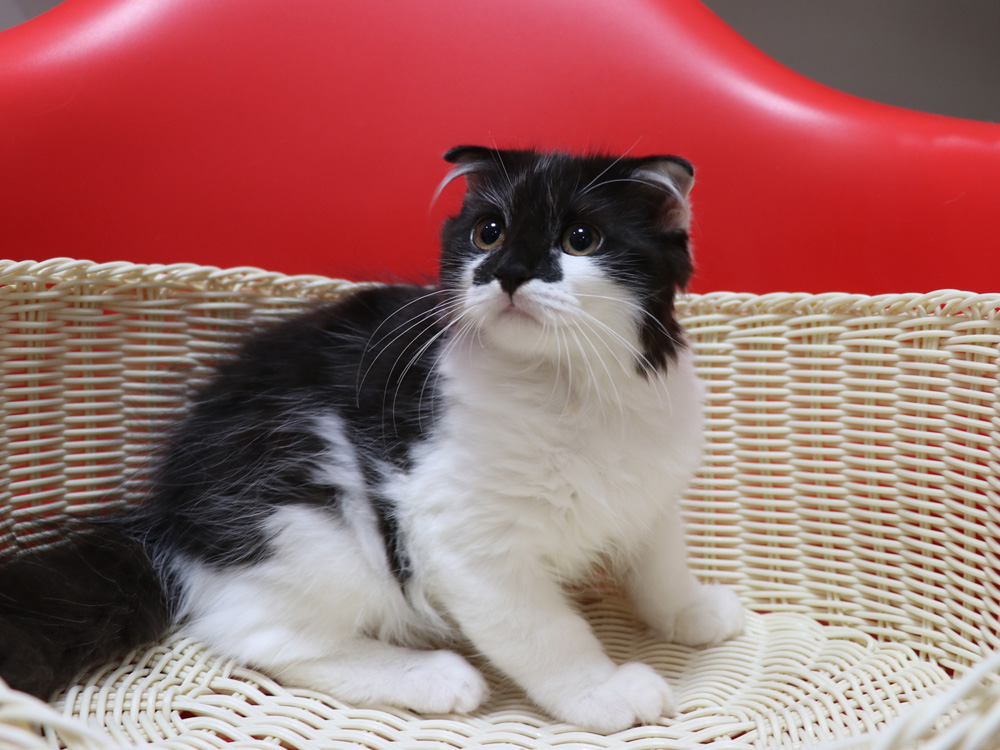 スコティッシュフォールドの子猫画像