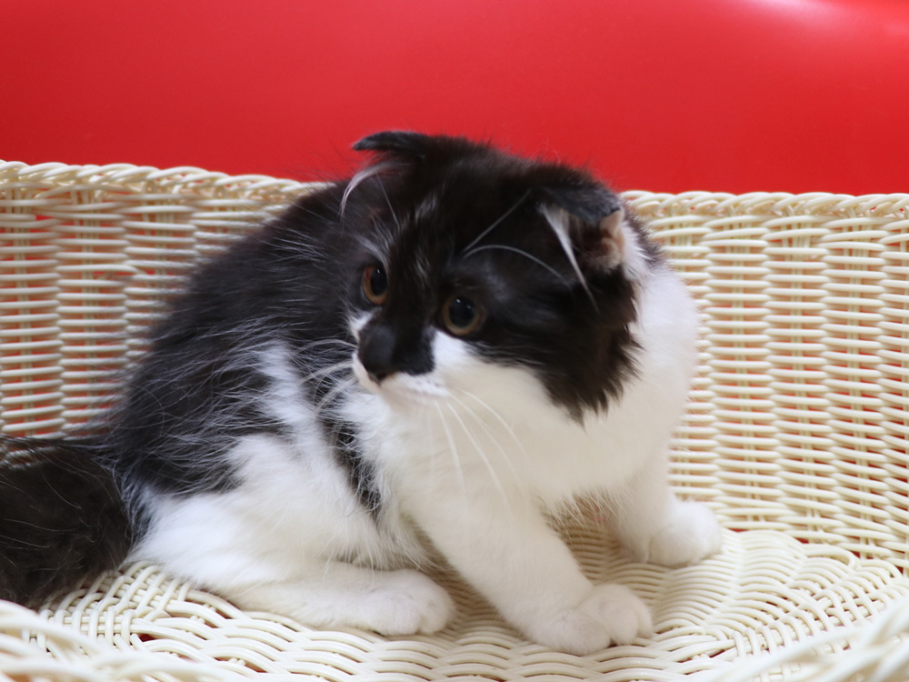 スコティッシュフォールドの子猫画像
