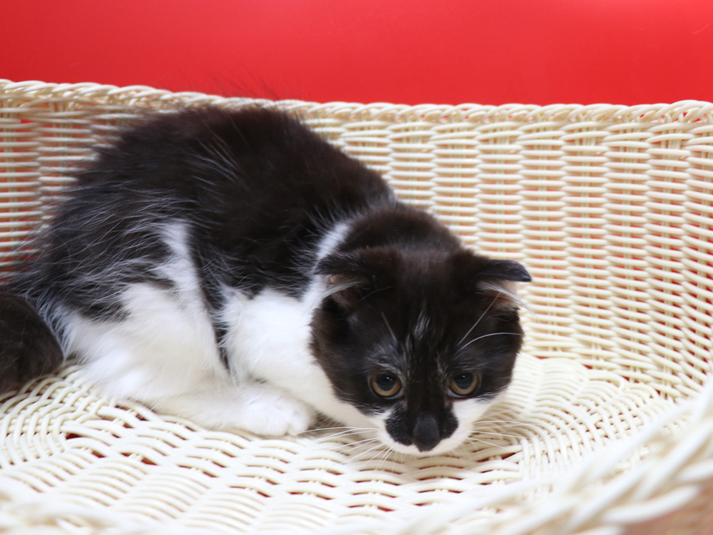 スコティッシュフォールドの子猫画像