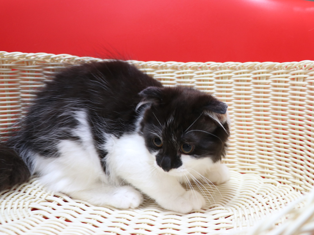 スコティッシュフォールドの子猫画像