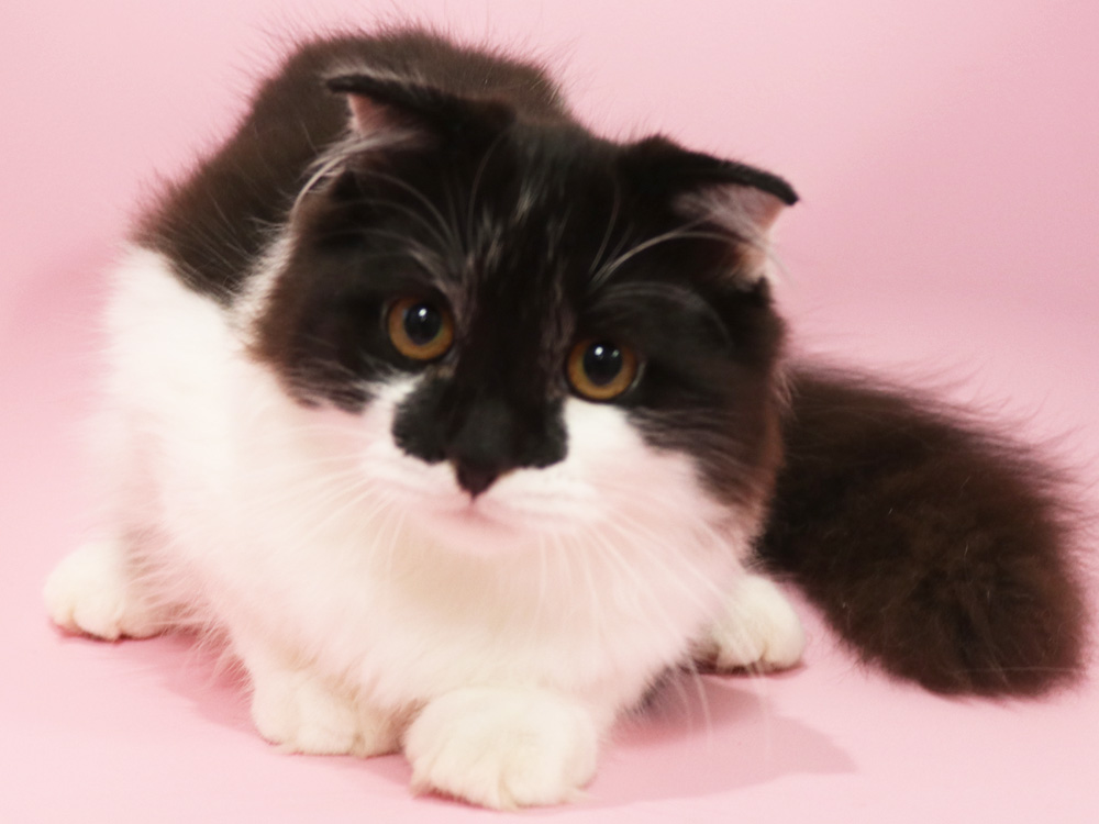 スコティッシュフォールドの子猫画像
