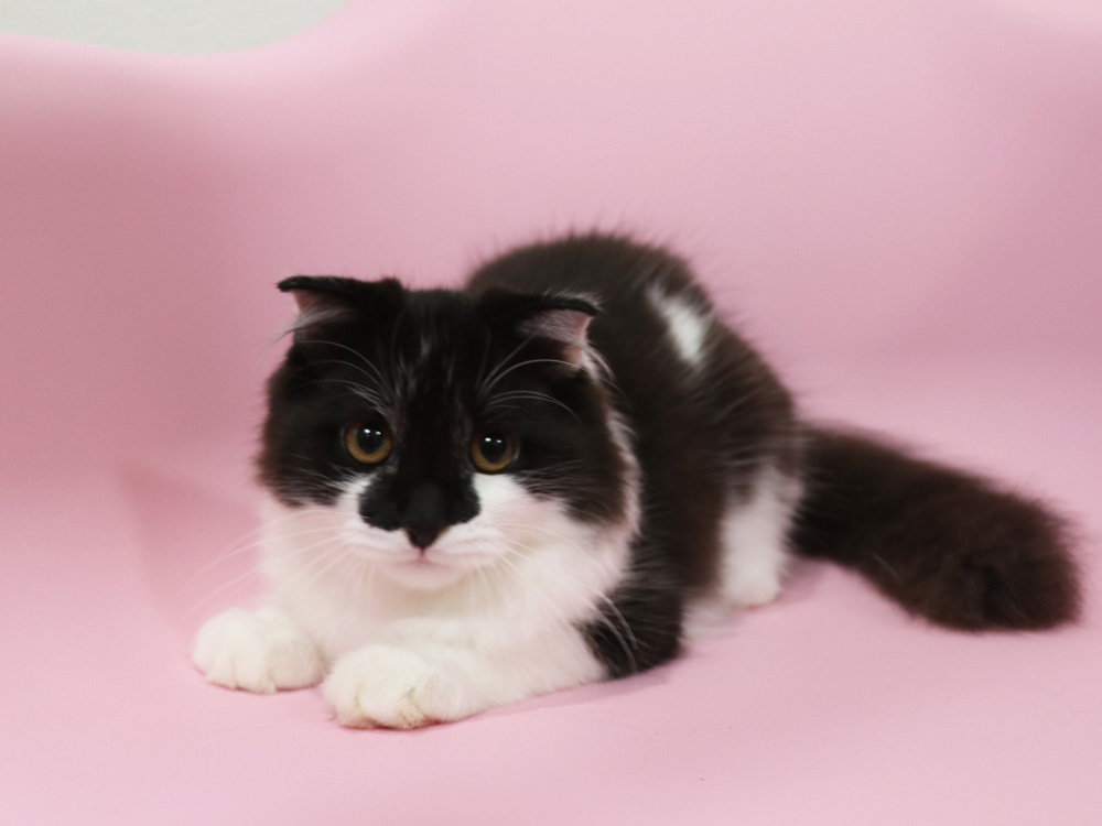 スコティッシュフォールドの子猫画像
