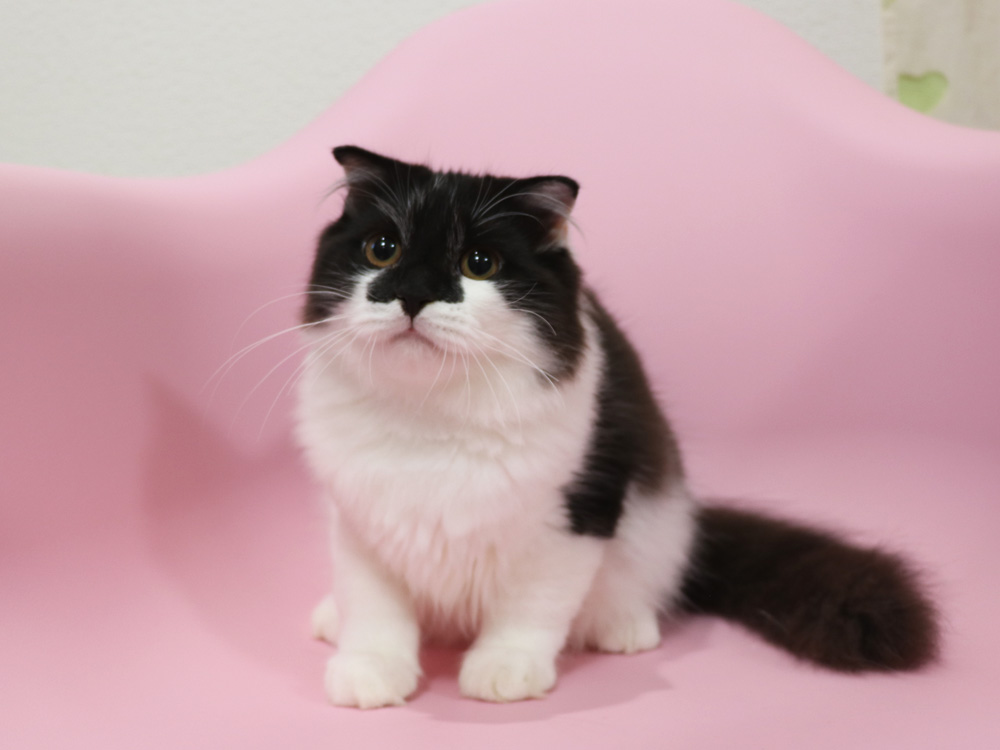 スコティッシュフォールドの子猫画像