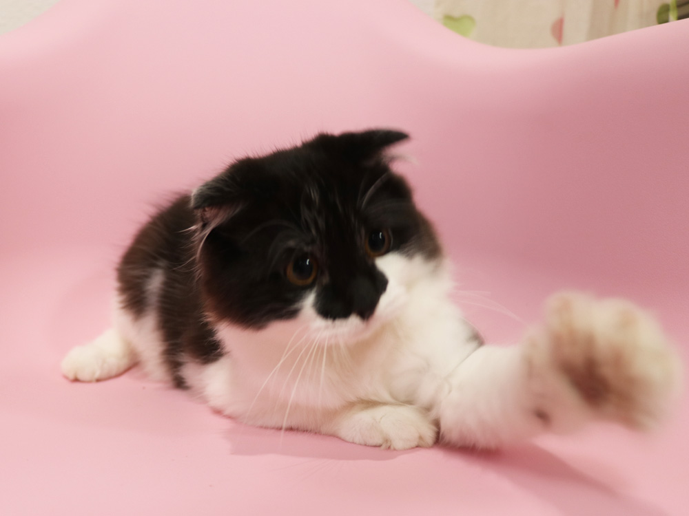 スコティッシュフォールドの子猫画像