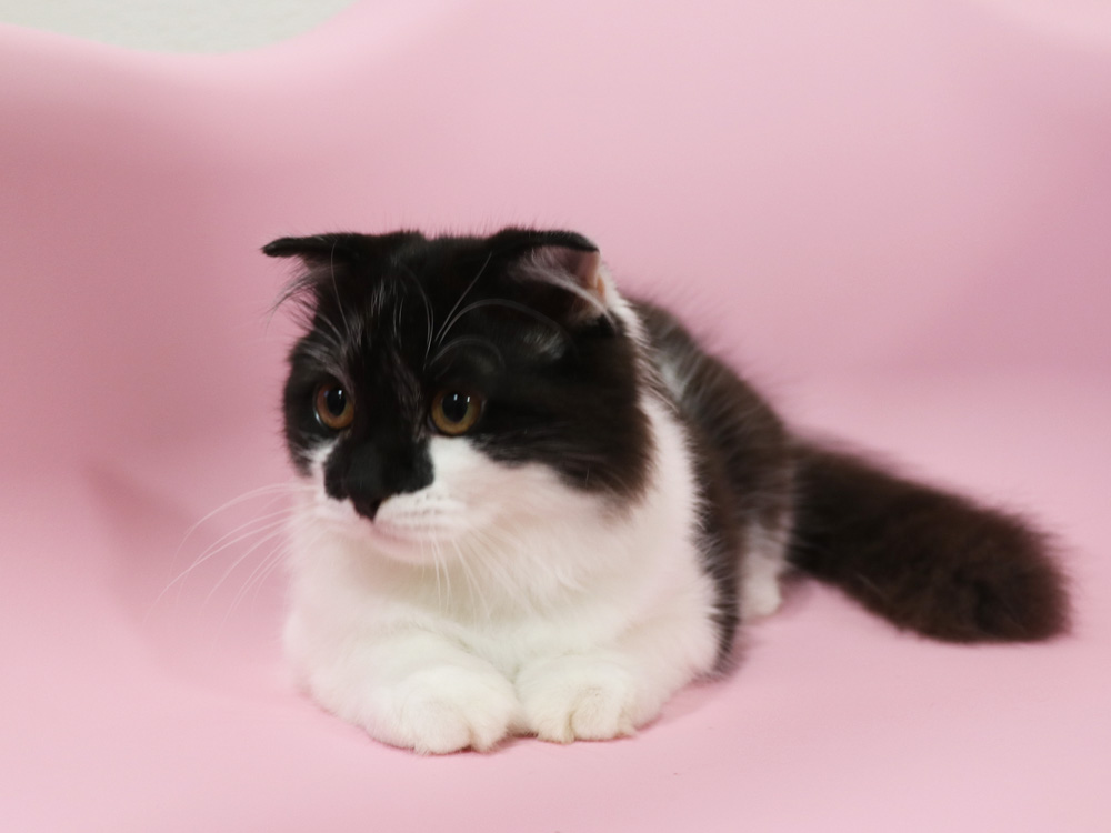 スコティッシュフォールドの子猫画像