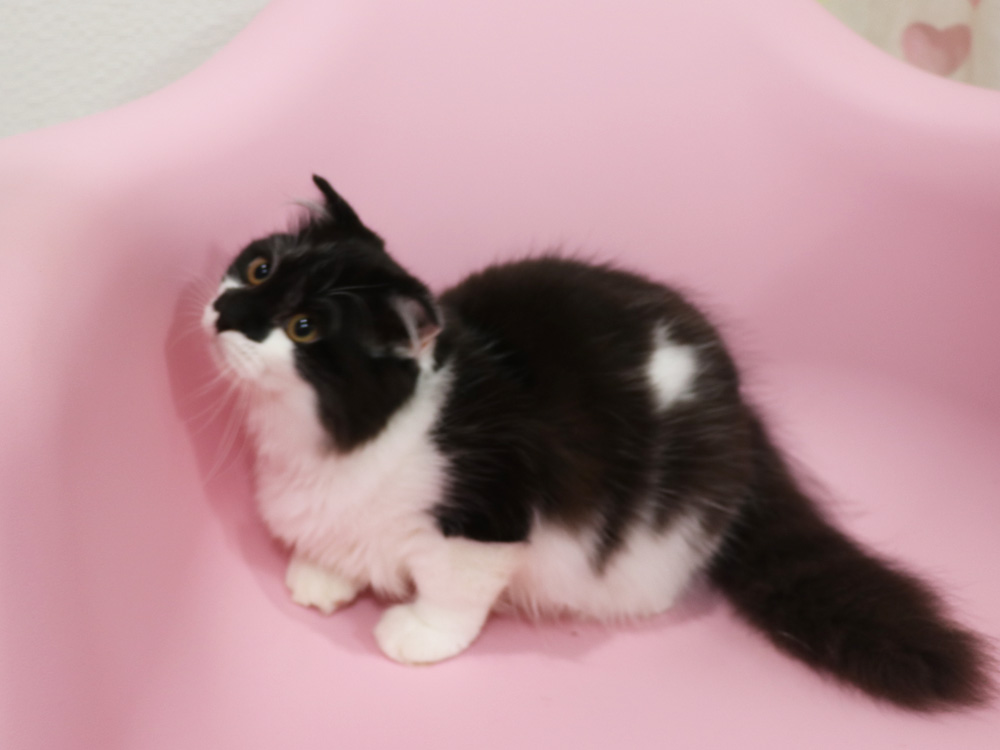 スコティッシュフォールドの子猫画像