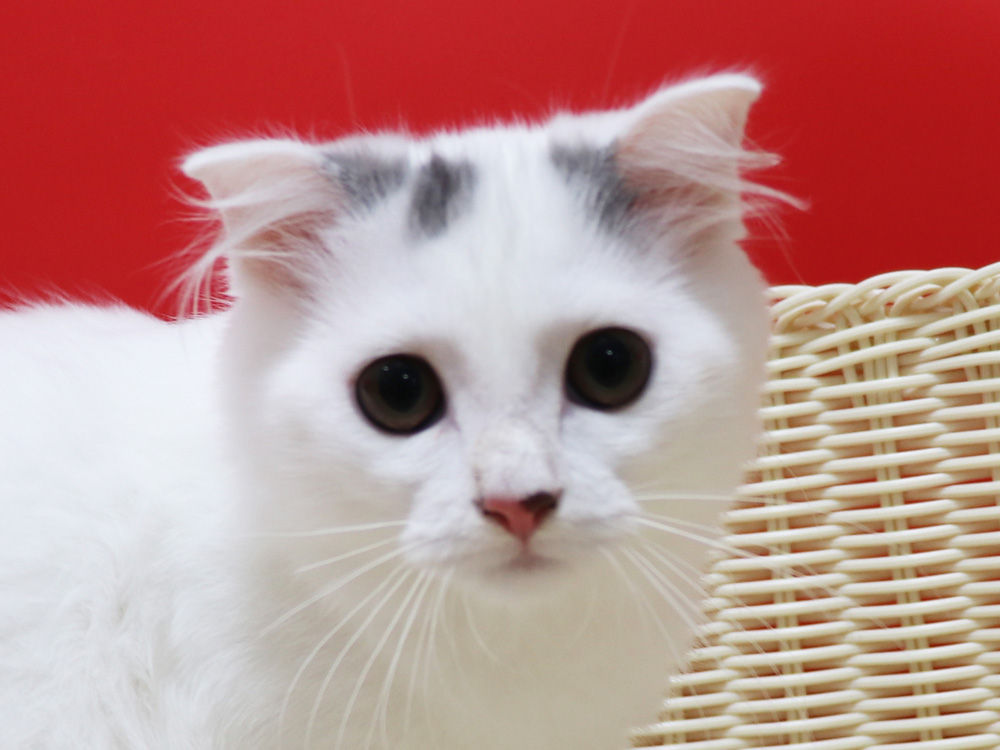 スコティッシュフォールドの子猫画像