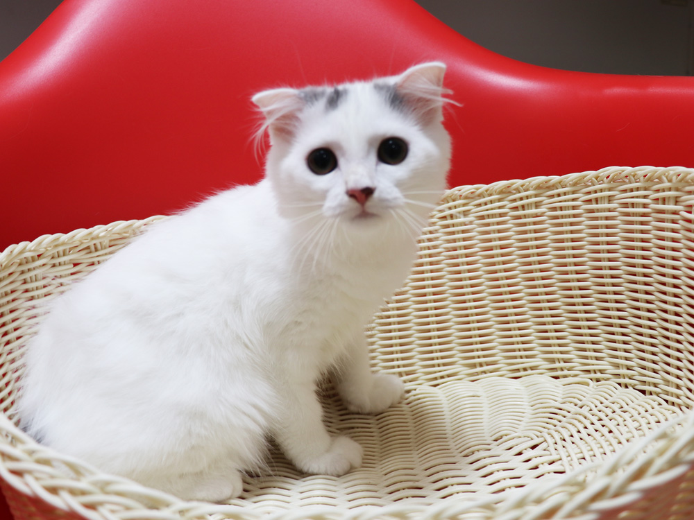 スコティッシュフォールドの子猫画像