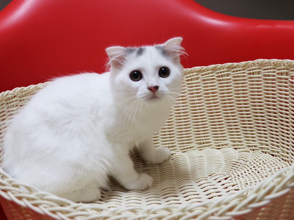 スコティッシュフォールドの子猫画像