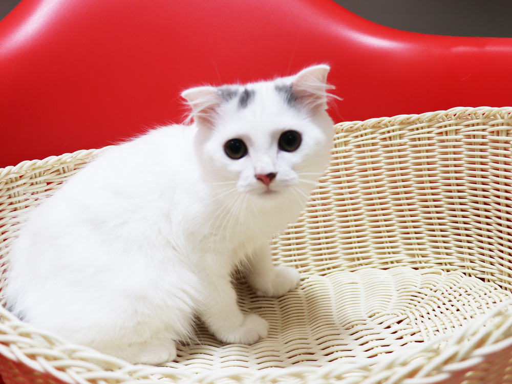スコティッシュフォールドの子猫画像
