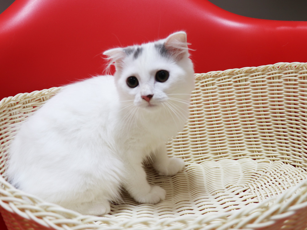 スコティッシュフォールドの子猫画像