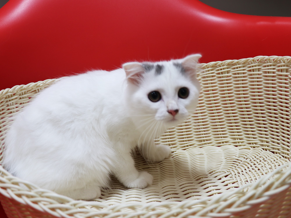 スコティッシュフォールドの子猫画像