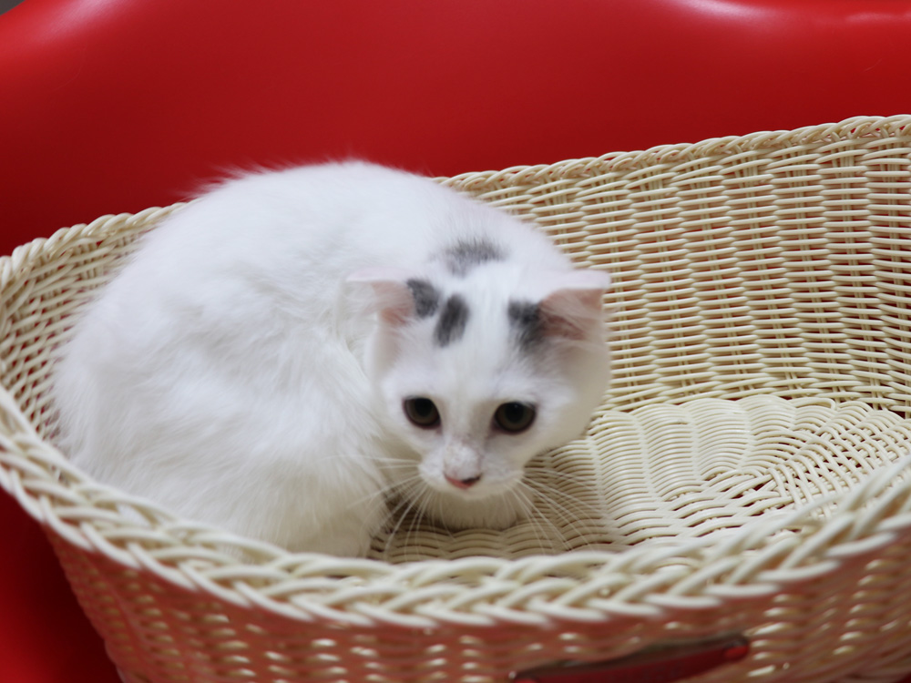 スコティッシュフォールドの子猫画像